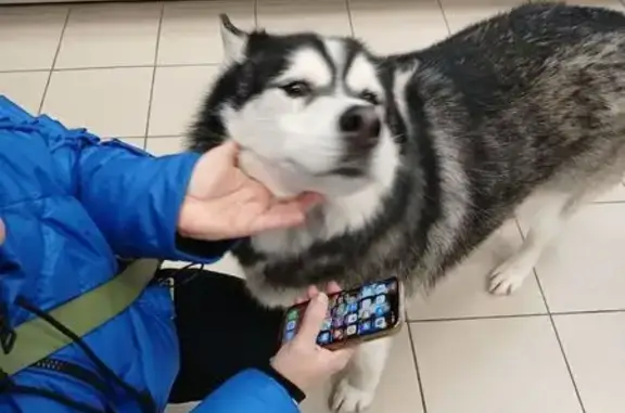 Найдена собака, Самара, фото: Найдена собака, Аэродромная улица, Самара