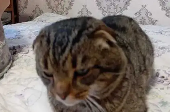 Найдена кошка, Захарово, фото: Найден кот, Захарово, Рязанская область - вислоухий, явно домашний