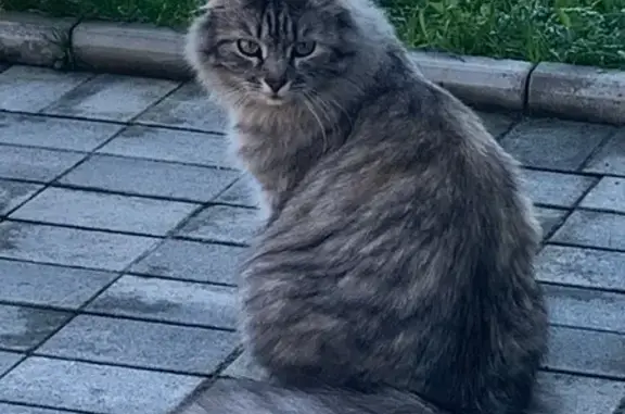 Пропала кошка, улица Кузнецова, 79, Горки - серая длинношерстная - photo