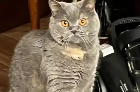 Британка, девочка "Мэри". Возраст 6 лет.Характерная кошка,немного пугливая.Пятнышко на шее бежевого цвета