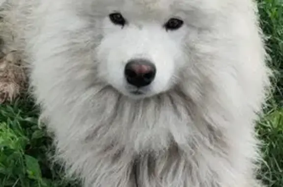 Пропала собака, женский пол, улица Михаила Врубеля, 2, Ростовка - белая и пушистая - photo