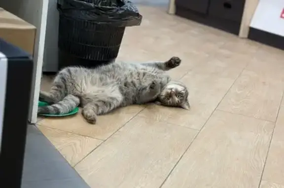 Найдена кошка, Тула, фото: Найдена кошка, улица Металлургов, 87, Тула - девочка, очень ласковая