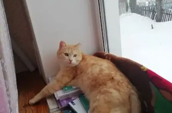 Пропал кот, улица Куйбышева, 23, Лукоянов - рыженький и упитанный - photo