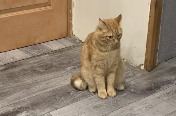 Пропал кот, улица Механиков, 3, Берёзовский - рыжий и толстый - photo