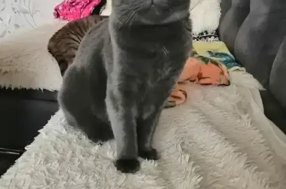 Пропала кошка, улица Стара-Загора, 65, Самара - photo