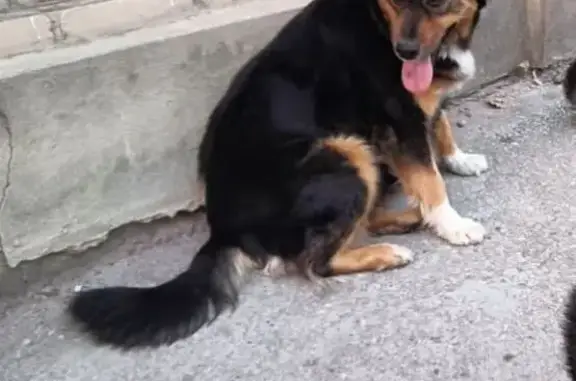 Собаки потеряшки, Моздок, фото: Потеряшка собака, Моздок, Северная Осетия — Аланья - черная с коричневой мордочкой