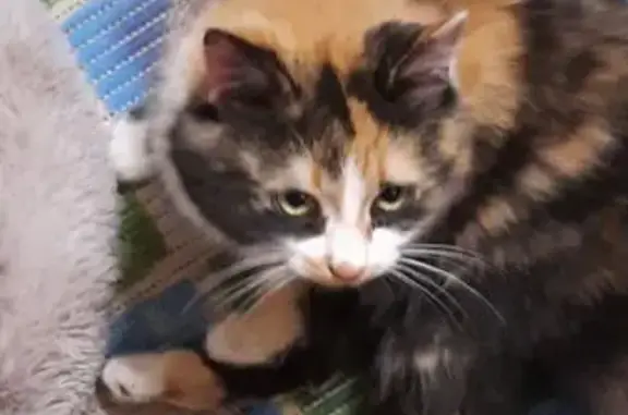 Найдена кошка, Ростов-на-Дону, фото: Найдена кошка, Ставропольский переулок, 12, Ростов-на-Дону - трёхцветная, ручная и ласковая