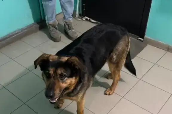 Найдена собака, Пенза, фото: Найдена собака, улица Бородина, 17, Пенза - с ошейником, умная и адекватная