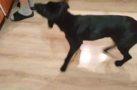 Найдена собака, Косовка, фото: Найден собака, Косовка, Москва - черный с белой грудью