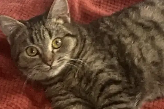 Пропал кот, улица Строителя, 15, Нытва - photo