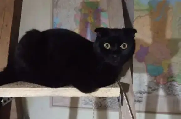 Пропал кот, Красная площадь Дом2, Грязи - photo