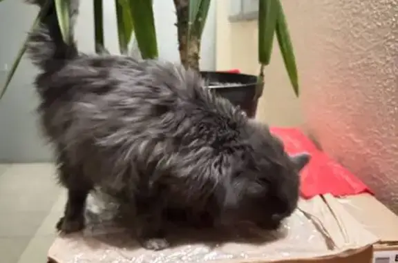 Найдена кошка, Воронеж, фото: Найдена кошка, улица 45-й Стрелковой Дивизии, 275/2, Воронеж - серая окраска