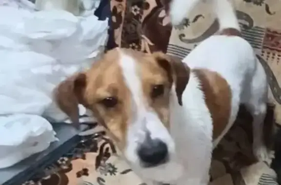 Пропала собака, Кварцевый переулок, 5, Ростов-на-Дону - Джек Рассел по кличке Степан - photo