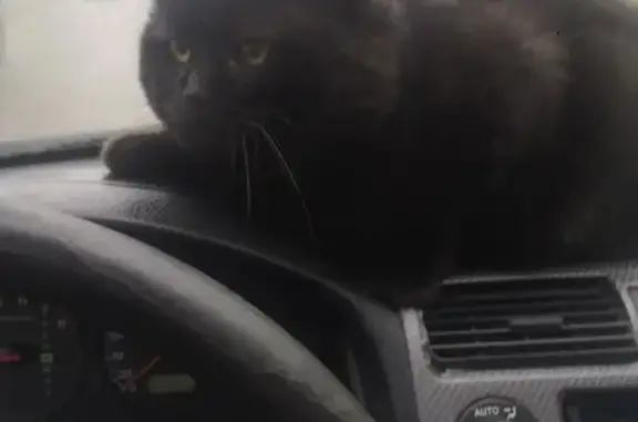 Пропал кот, Большая Пролетарская улица, Вичуга - темно-шоколадный британец - photo