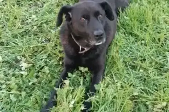 Пропал собака, Шуя — Котюрево — Реньково, Перемилово - очень ласковый с белым пятном на шее - photo