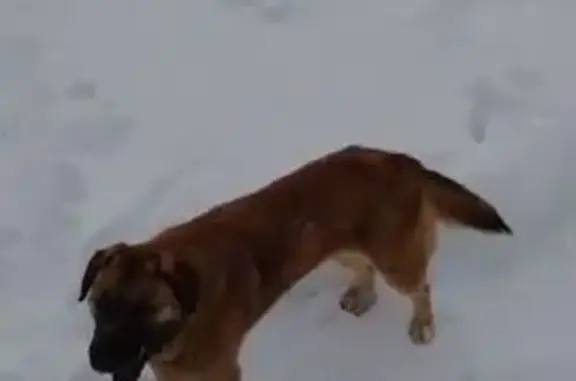 Пропала собака, женский пол, улица Войкова, Москва - рыже-подпалая, чёрный ошейник - photo