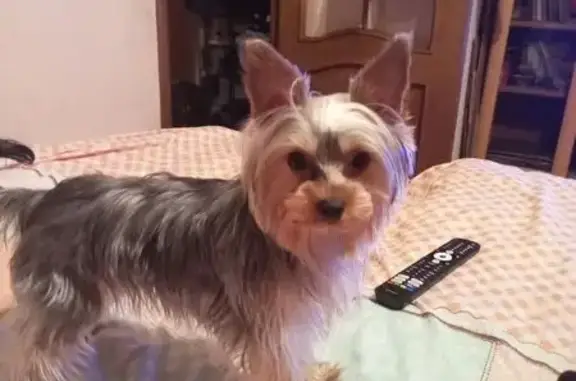 Пропала собака, переулок Олега Зобова, 11, Псков - женский ёрк терьер - photo