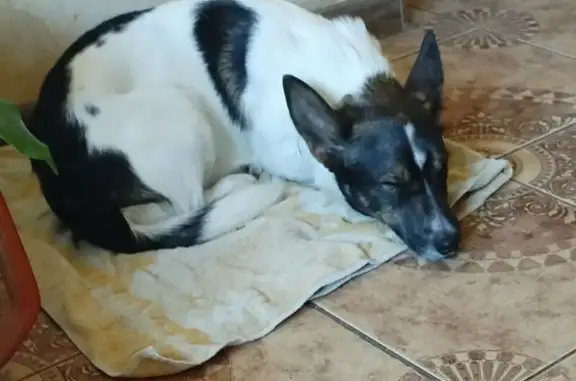 Найденные животные Рыбное, фото: Найден собака, Центральная улица, Рыбное - чёрно-белый, доверчивый к людям