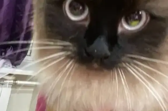 Найдена кошка, Самара, фото: Найдена кошка, Юбилейная улица, 55, Самара - напоминает гималайскую кошку