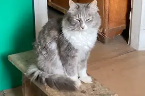 Пропал кот, Отрадненское городское поселение, Ленинградская область - пушистый, серый с белой грудкой - photo