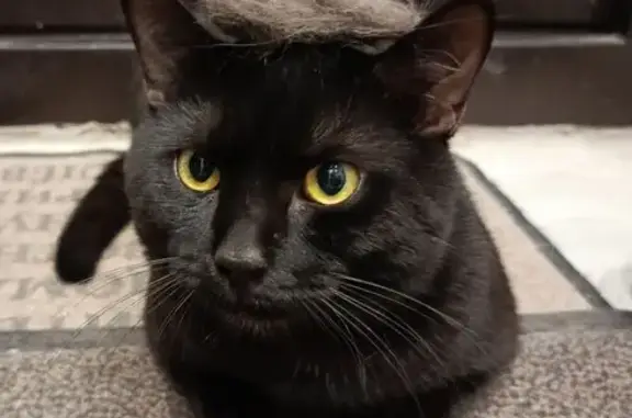 Пропал кот, Ягодное, Самарская область - чёрный с белым на груди - photo