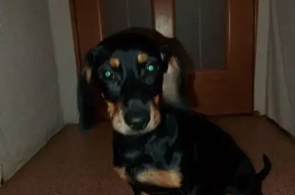 Найдена собака, Шахты, фото: Найдена собака, улица Достоевского, Шахты - ухоженная, выполняет команду сидеть