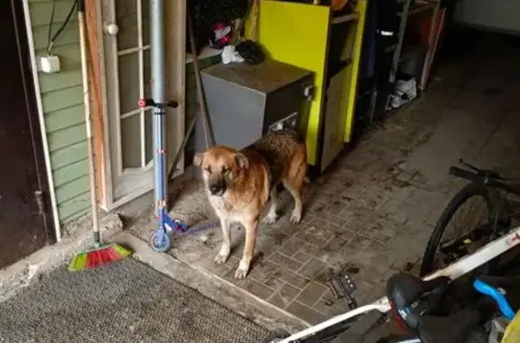 Найдена собака, Ульяновск, фото: Найден собака, мужской, Московская улица, Ульяновск