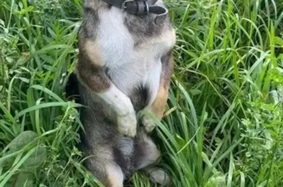 Потерянные животные Мульминское, фото: Пропала собака, Нижние Аты, Татарстан - гладкошерстная девочка по имени Лия