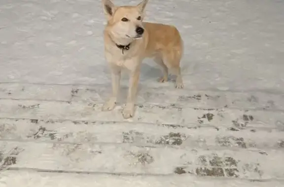 Найдена собака, Чебоксары, фото: Найдена собака, улица Рихарда Зорге, 19, Чебоксары