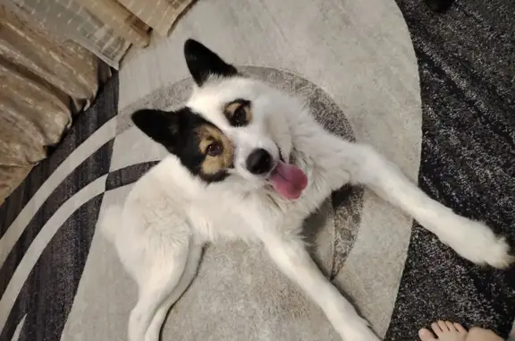 Найден собака, Осиново, Татарстан - белая с черными пятнами - photo