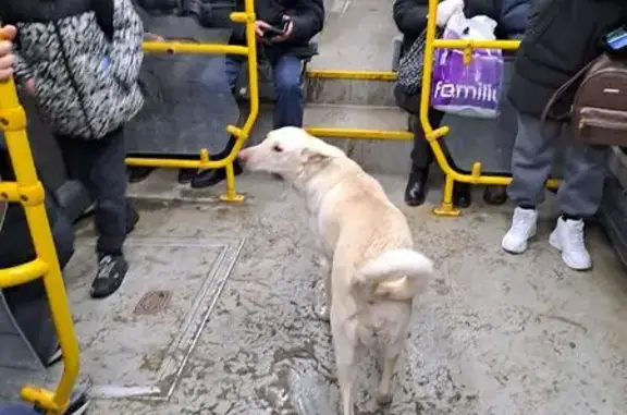 Найдена собака, Ростов-на-Дону, фото: Найдена собака, улица Немировича-Данченко, 8, Ростов-на-Дону - лабрадор, девочка