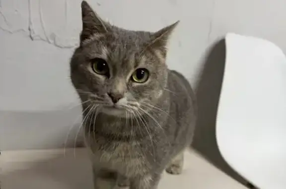 Найденные животные Ессентуки, фото: Найдена кошка, улица Ермолова, Ессентуки - серо-бежевая, зелёные глаза