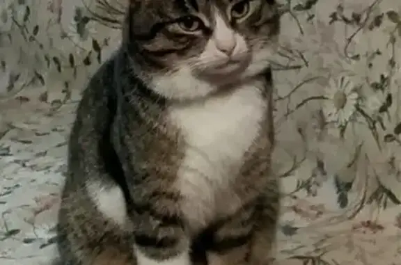 Пропал кот, Твердилково, Рязанцево - 3 года, кожаный ошейник - photo