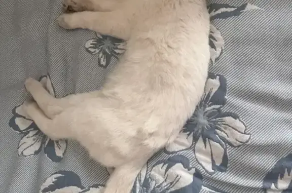 Пропала кошка, улица Куйбышева, 13, Магарамкент - добрый, в зелёном ошейнике - photo