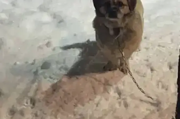 Пропал собака, улица 50 лет ВЛКСМ, 38, Арзамас - маленькая, пол пекинес пол такса - photo