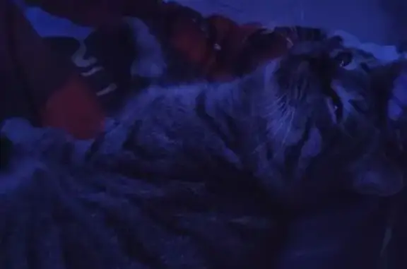 Пропал кот, улица Попова, 26, Юг - серый с полосами, жёлтые глаза - photo