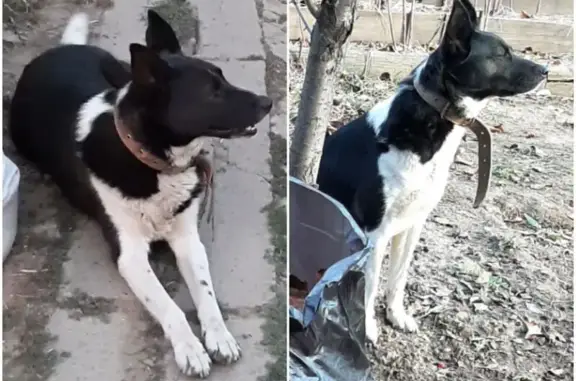 Пропала собака, Донецк, Ростовская область - гладкошёрстная, чёрно-белая - photo