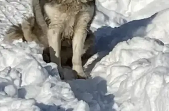 Найдена собака, Тамбов, фото: Найден собака, Никифоровская улица, городской округ Тамбов - с ошейником
