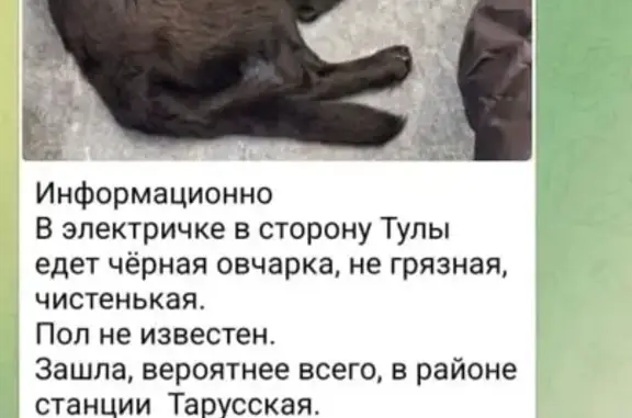 Пропал собака, дома отдыха «Пахра», Тула - метис овчарки, чёрный окрас - photo