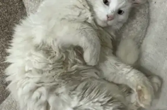 Пропал кот, переулок Тельмана, 1В, городской округ Моршанск - белый, пушистый, с разными глазами - photo