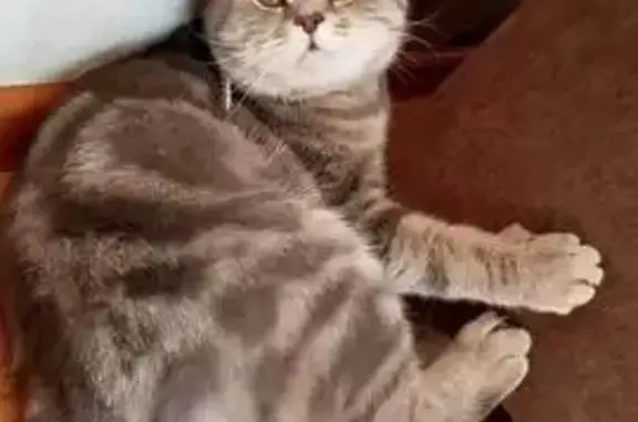 Пропал кот, Советская улица, Моршанск - серый с полосками - photo