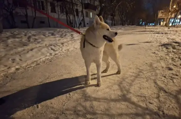 Найдена собака, Челябинск, фото: Найден собака, мужской, Комсомольский проспект, 75, Челябинск - рыжий лайка самоед или акита-ину