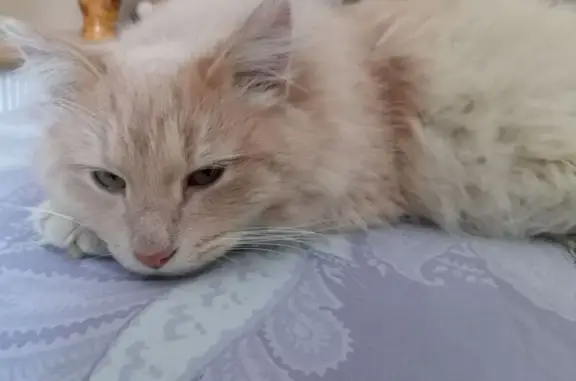 Найдена кошка, Коломна, фото: Найдена кошка, Полянская улица, 12, Коломна - персиковый окрас, большой кот