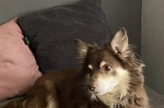 Собаки потеряшки, Волгоград, фото: Потеряшка собака, проспект Маршала Жукова, 115А, Волгоград - шоколадный окрас, дружелюбный