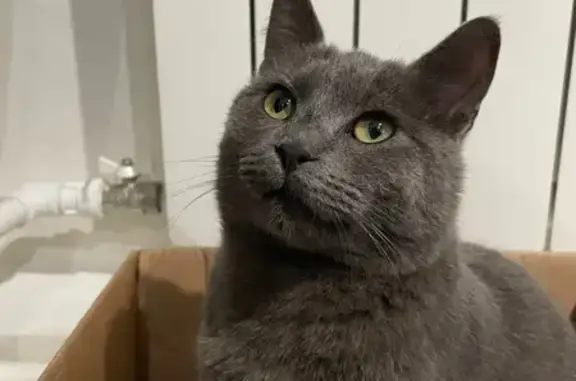 Найдена кошка, Ростов-на-Дону, фото: Найден кот, улица Лихачёва, 19, Ростов-на-Дону - серый, игривый и ласковый