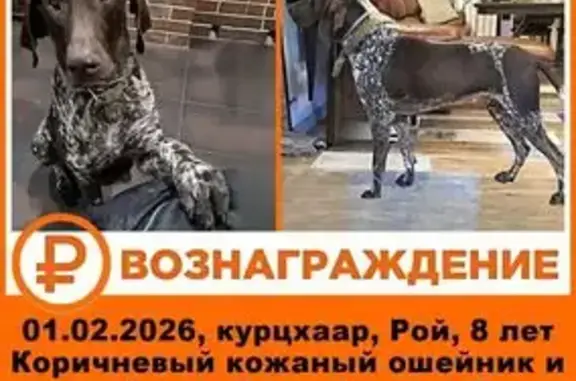 Пропал собака, мужской, Колхозная улица, 7, Медвёдовская - в коричневом и сером ошейнике - photo