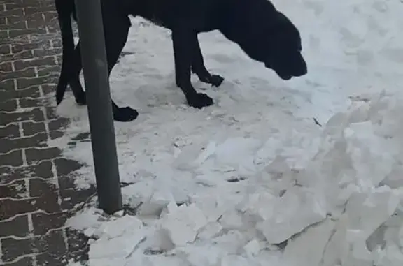 Найдена собака, Ростов-на-Дону, фото: Найден собака, 14-я линия, 84, Ростов-на-Дону - породистый чёрный окрас