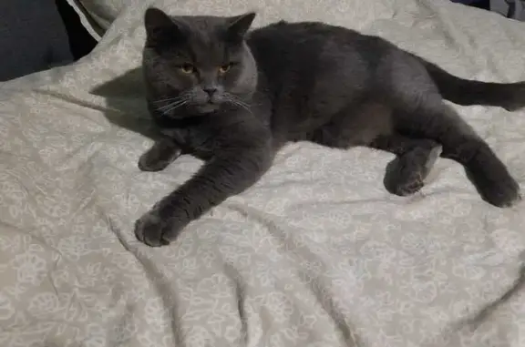 Кошки потеряшки, Химки, фото: Потеряшка кот, Никольская улица, Химки - серый с оранжевыми глазами