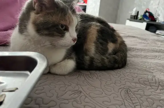 Найдена кошка, Майкоп, фото: Найдена кошка, улица Ленина, 4, Майкоп - тигровый окрас