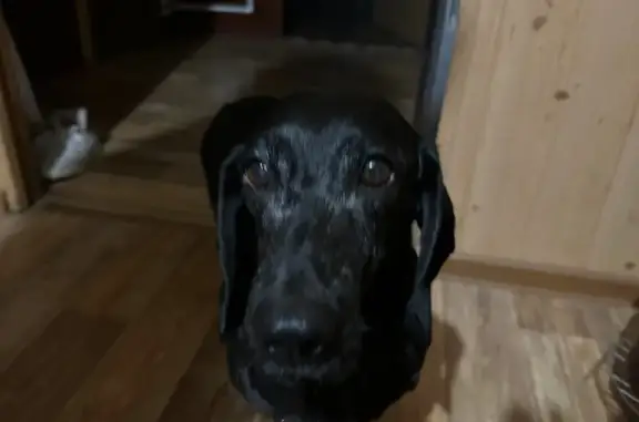 Собаки потеряшки, Джанай, фото: Потеряшка собака, Сеитовка — Ватажное — граница Казахстана, Переправа Корсака, Джанай - черный с 